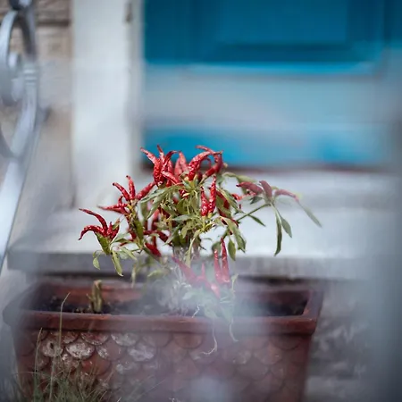 Elisabetta Maggiore Belgirate